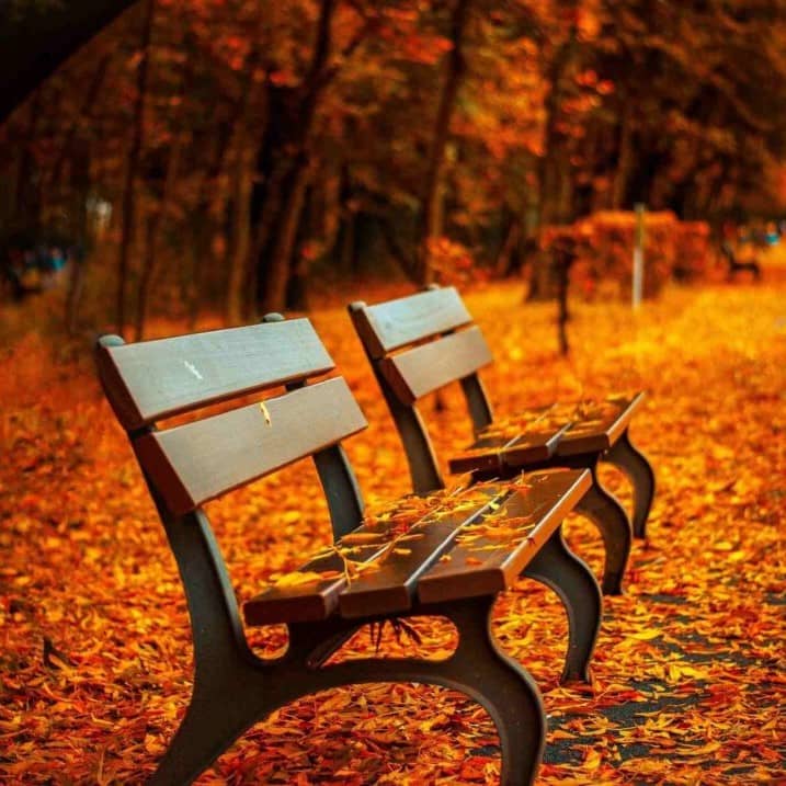 An empty bench in the park